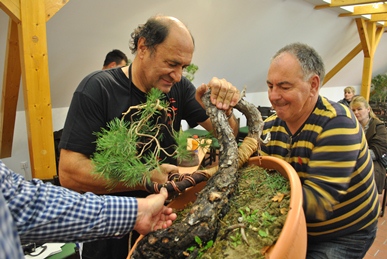 fenyo bonsai alakitasa bonsai workshopon adriano boninivel a bonsai es suiseki mustran